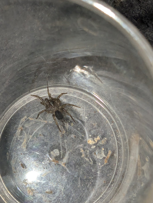 Barbara's Slender Funnelweb (Bymainiella terraereginae)