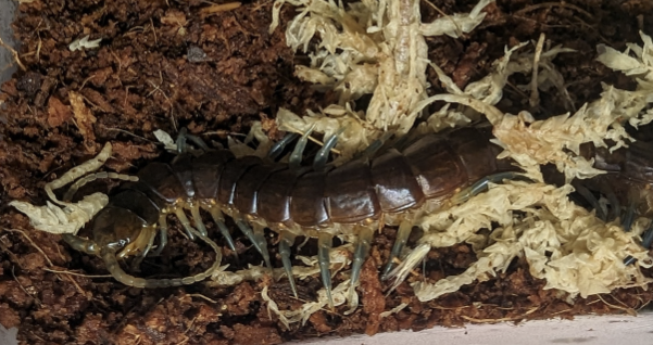 Blue-legged Centipedes (Rhysida nuda)