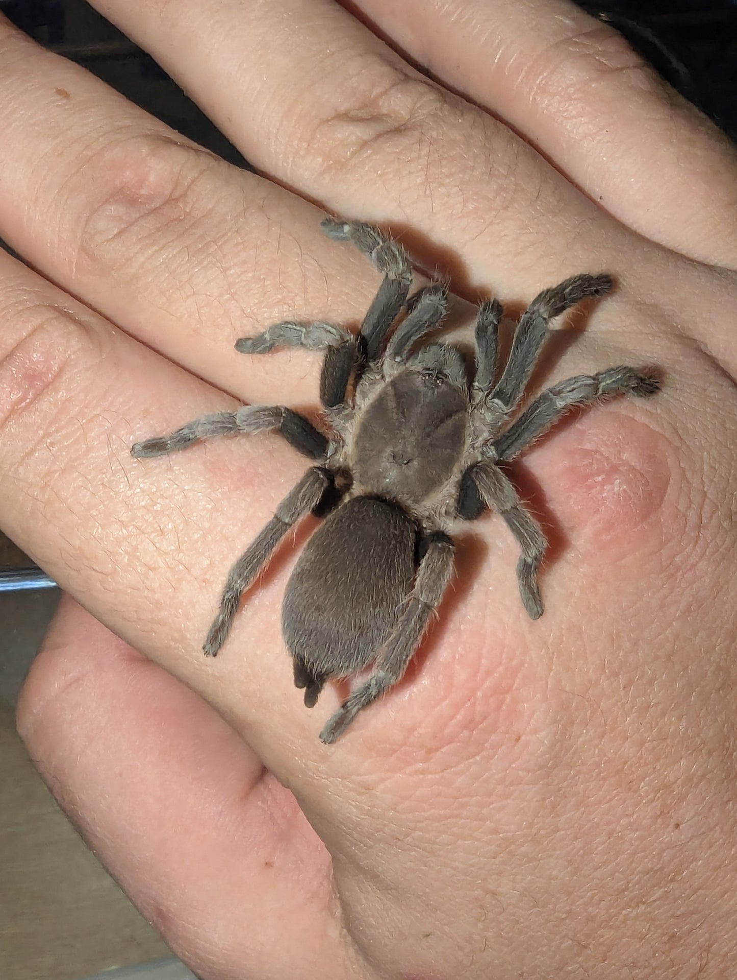 Rainforest Tarantula (Coremiocnemis tropix)