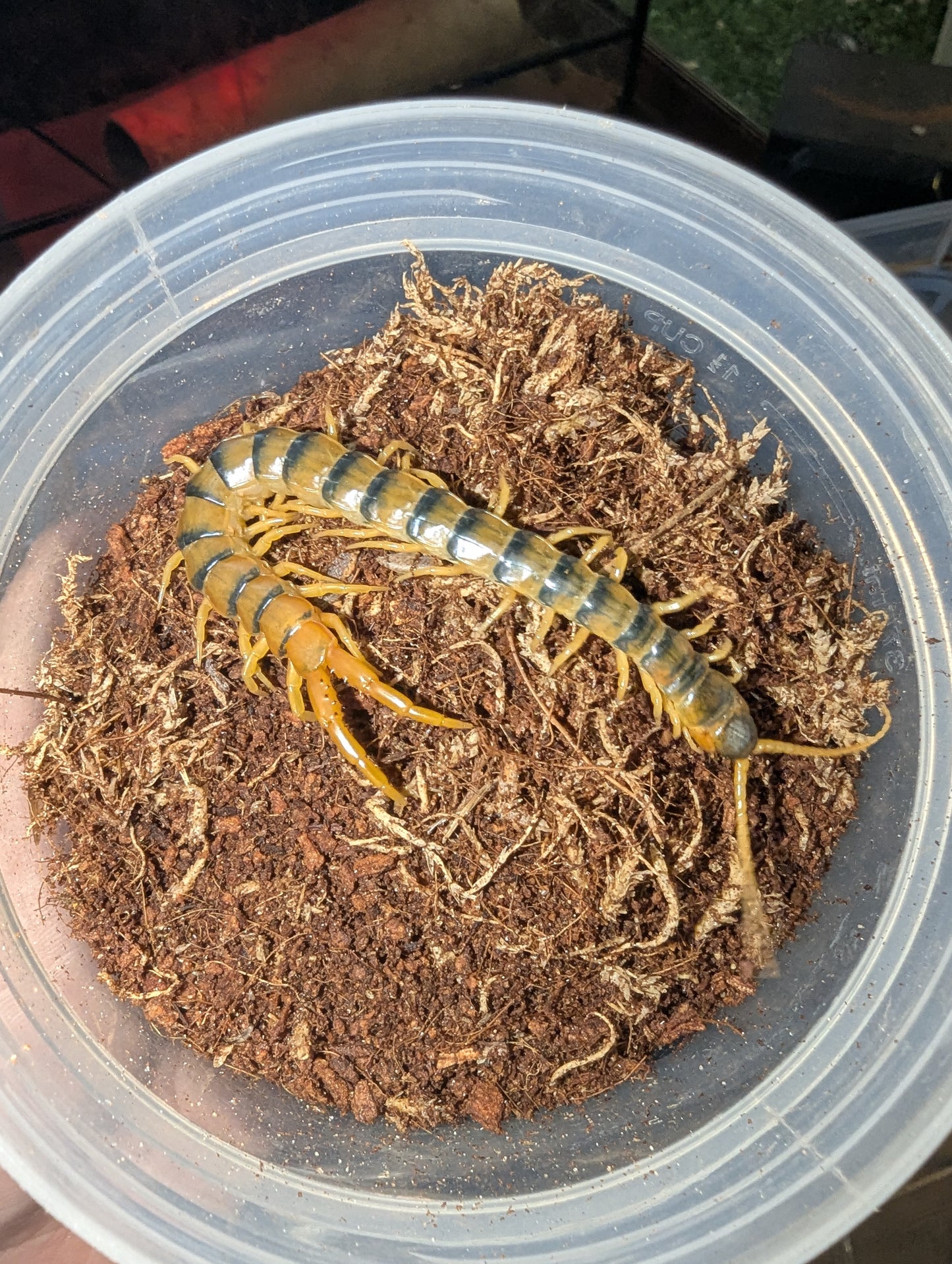 Australian giant centipede (Ethmostigmus rubripes)