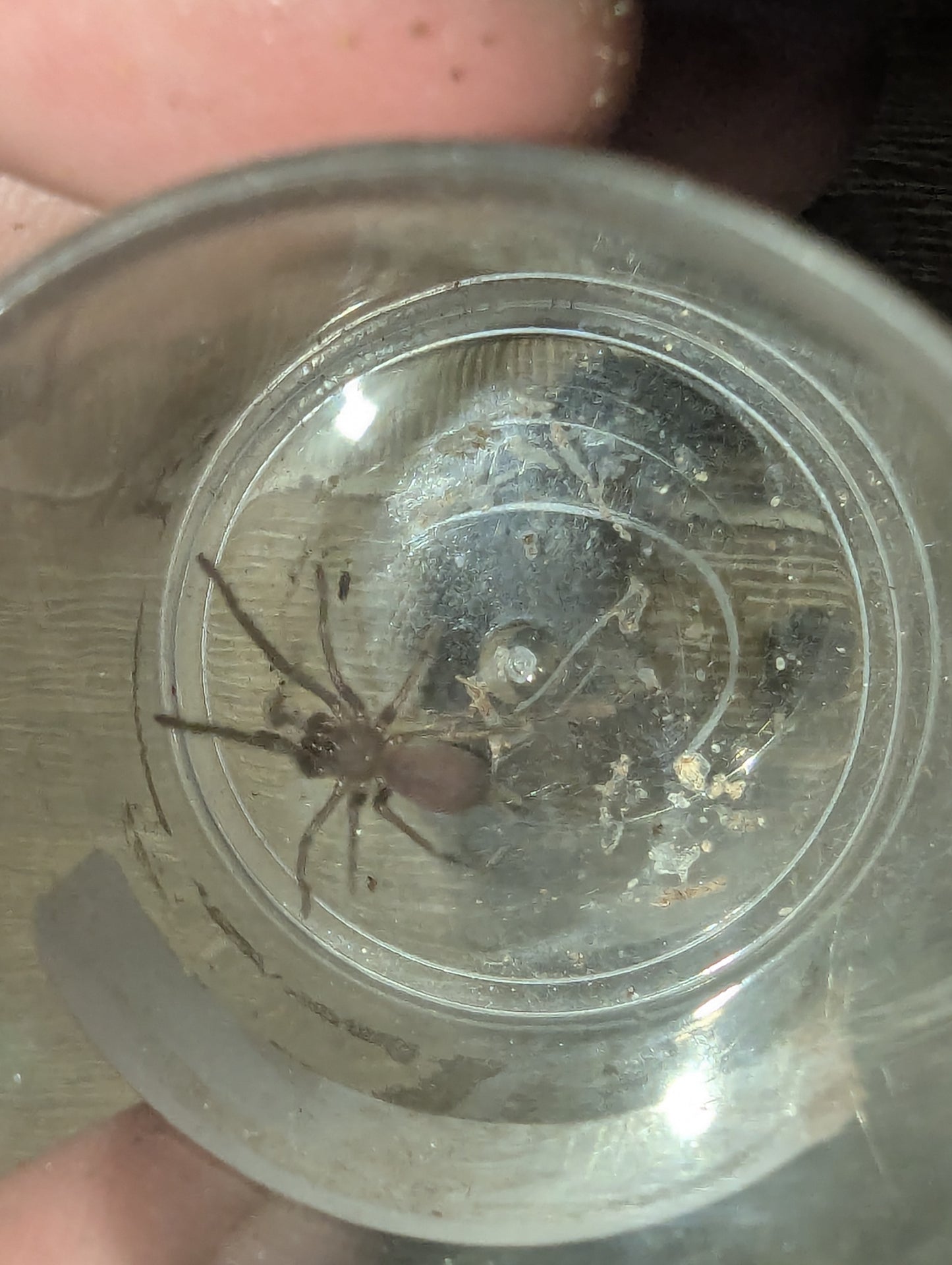 Phlogius sp. Hampden