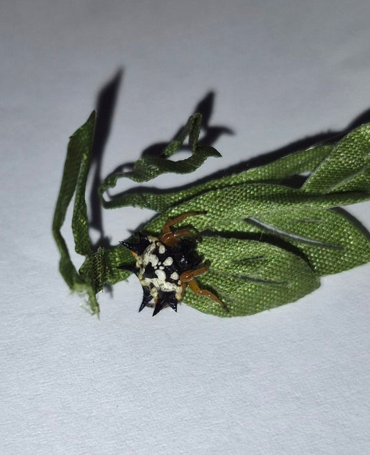 Christmas Jewel Spiders (Austracantha minax)