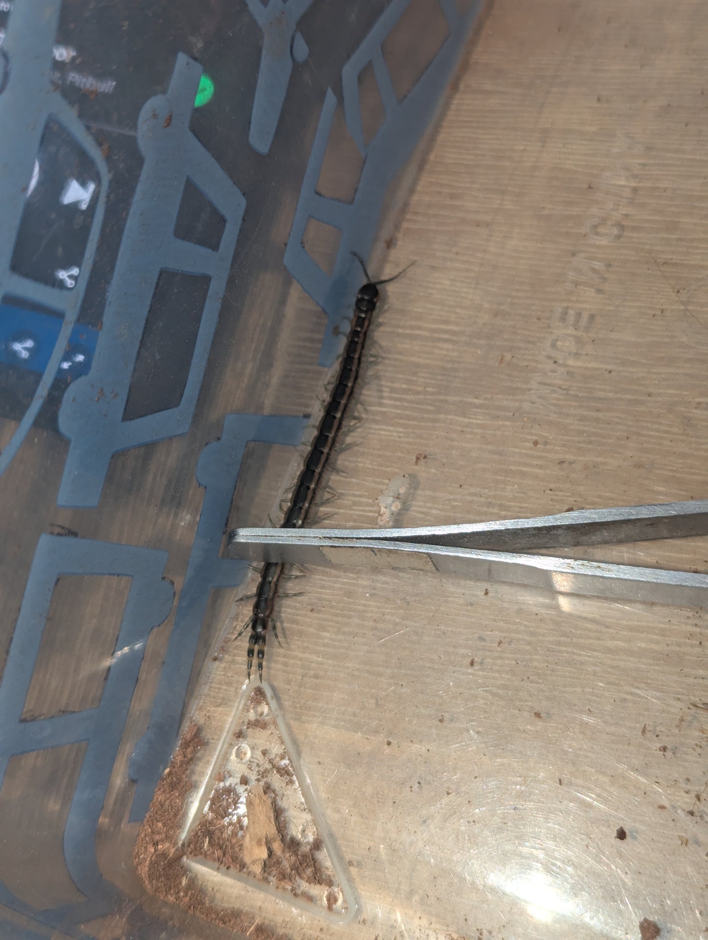 Striped Centipede (Scolopendra laeta)