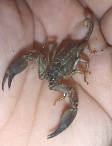 Rainforest Scorpions (Hormurus sp.)