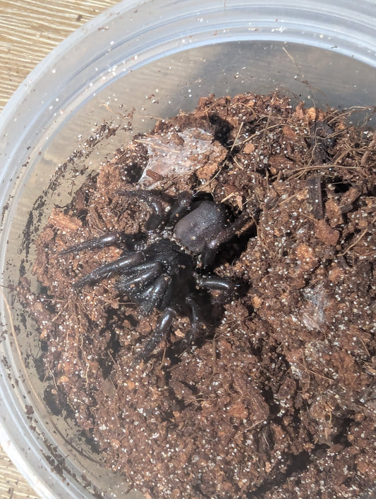 Spiny Trapdoor Spider (Cataxia sp.) "Cairns"