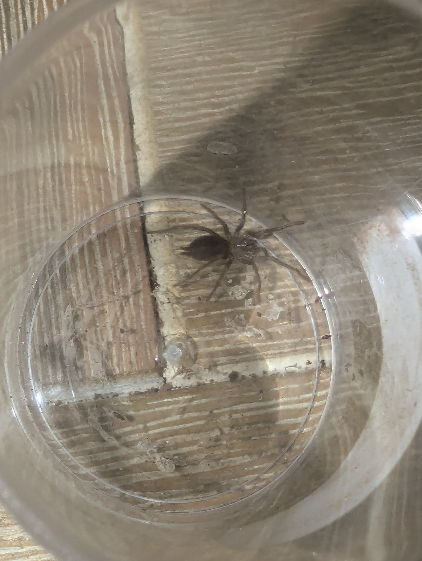 Phlogius sp. Sarina