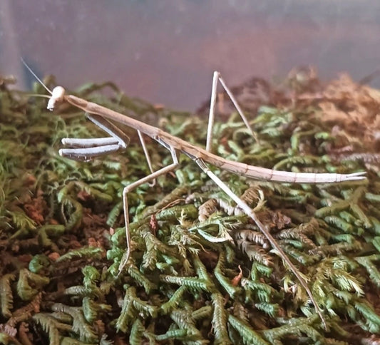 Stick Mantis (Archimantis latistyla) Nymphs