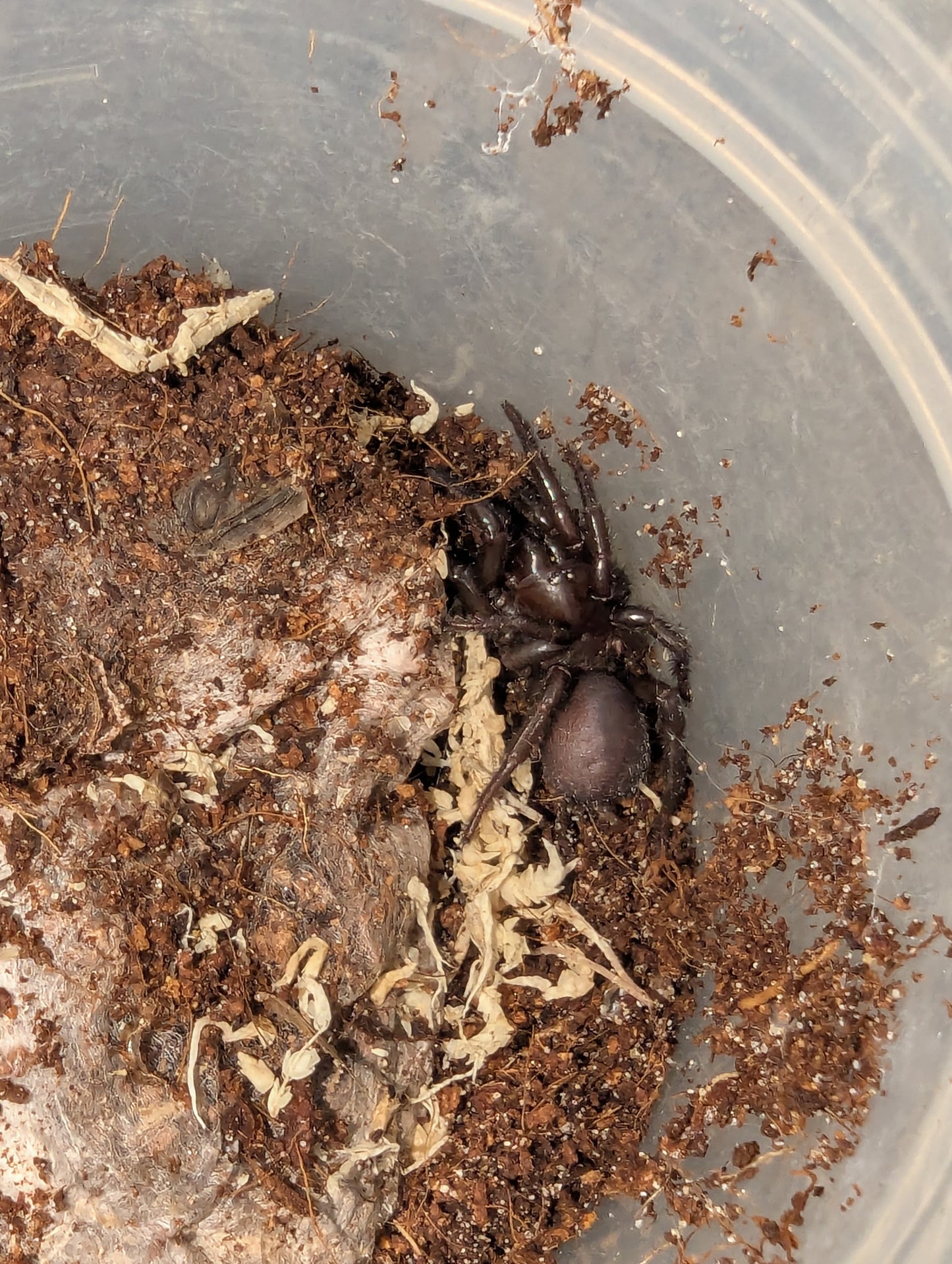 Border Ranges Funnel-Web (Hadronyche valida)