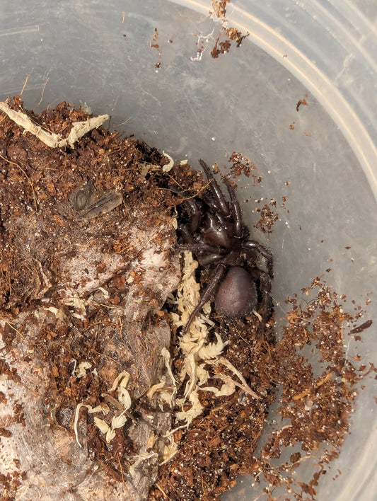 Border Ranges Funnel-Web (Hadronyche valida)