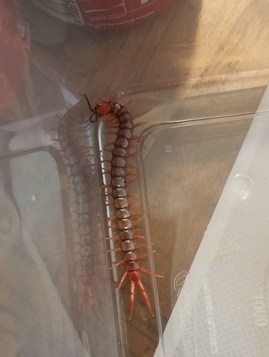 Orange-Footed Centipede - Cormocephalus aurantiipes
