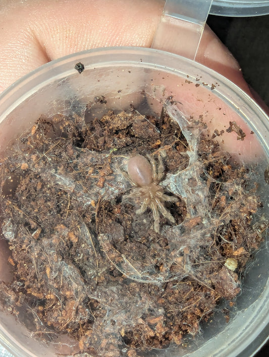 Feather-legged tarantula (Selenotypus sp. champagne robustus)
