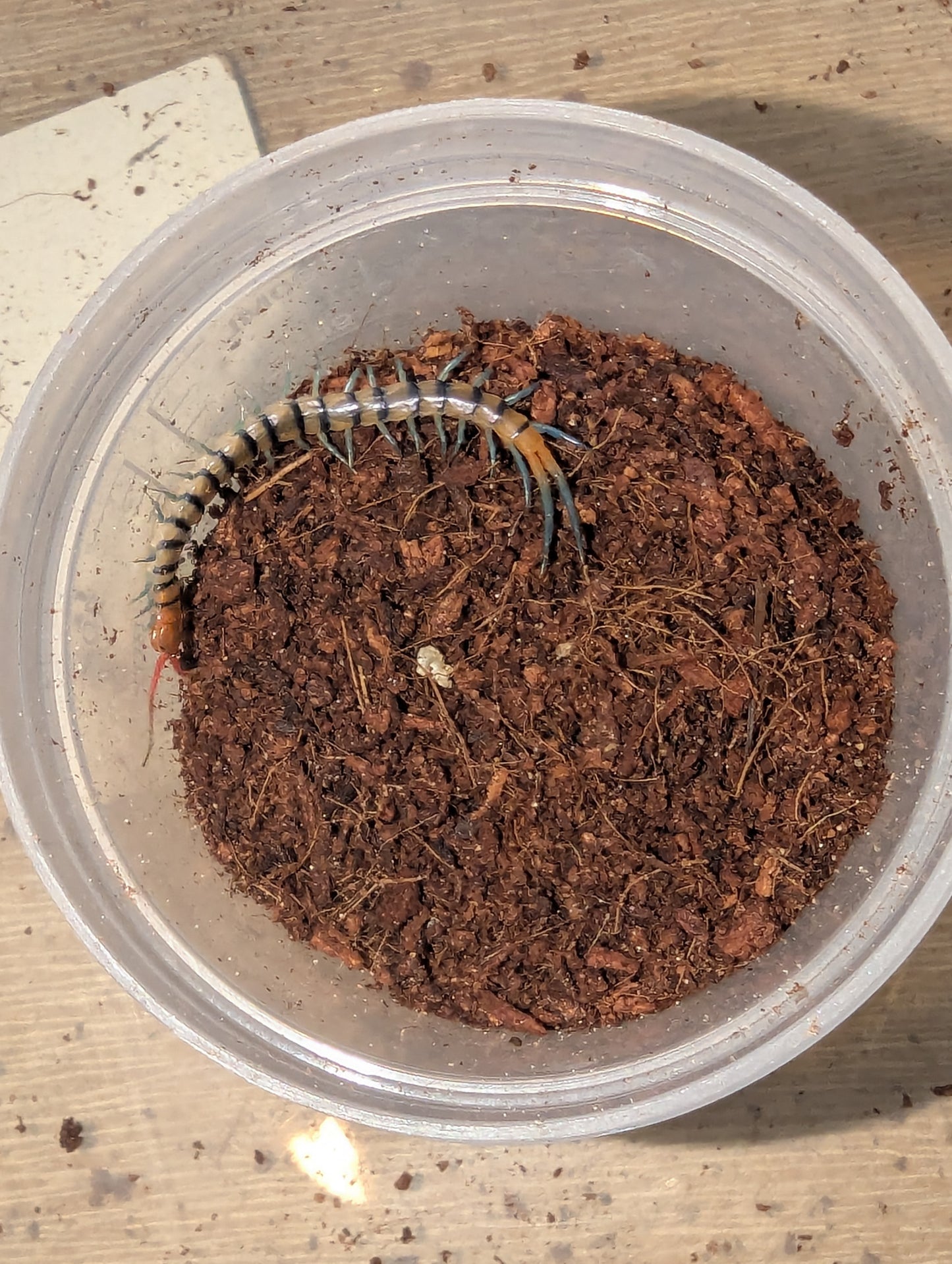 Red-headed Centipede (Scolopendra Morsitans)