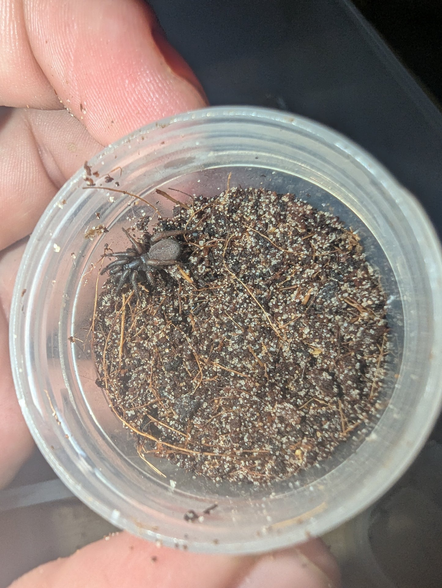 Cataxia sp. Toowoomba