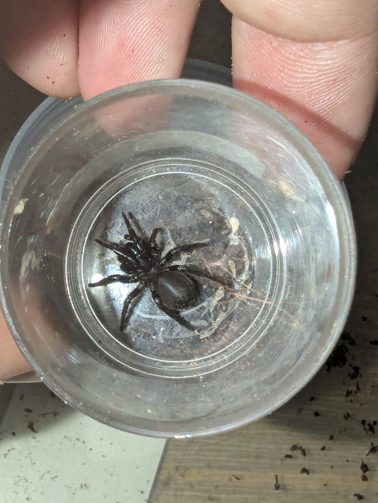 Port Macquarie funnel-web (Hadronyche macquariensis)