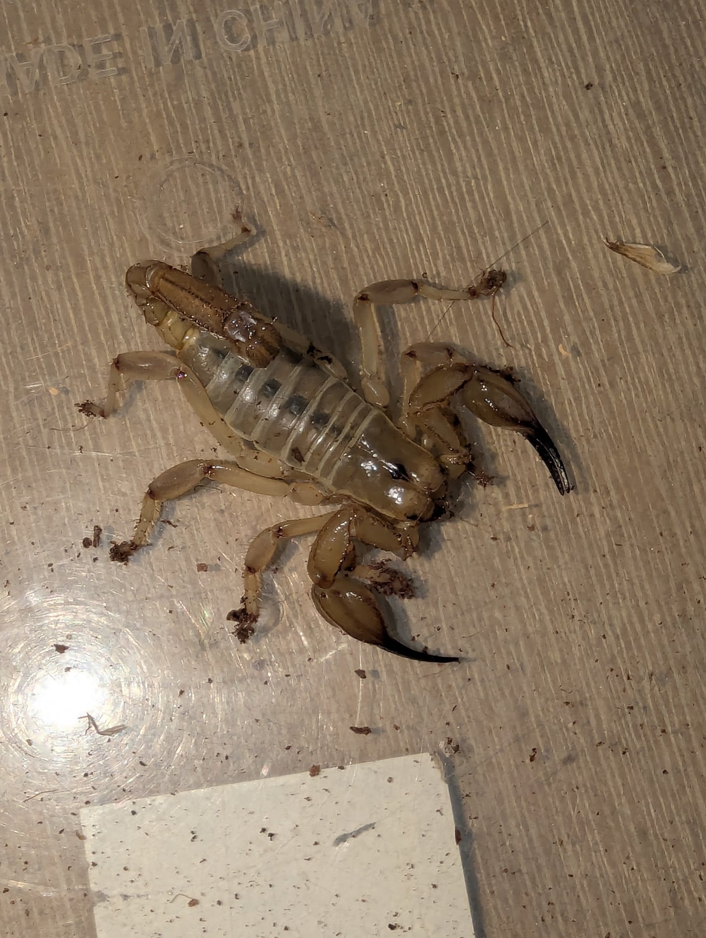 Desert Scorpion (Urodacus yaschenkoi)
