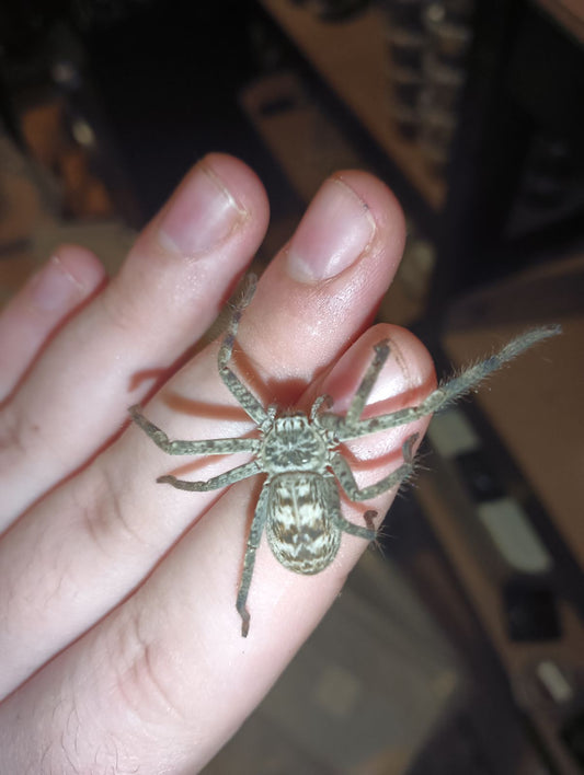 Flinders Banded Huntsman (Holconia Flindersi)