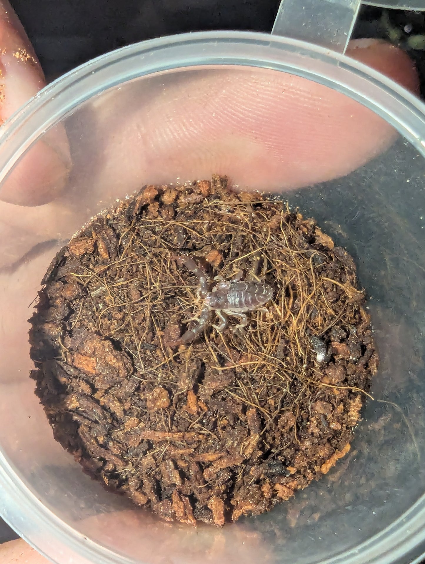 Black Rock Scorpions (Urodacus manicatus)