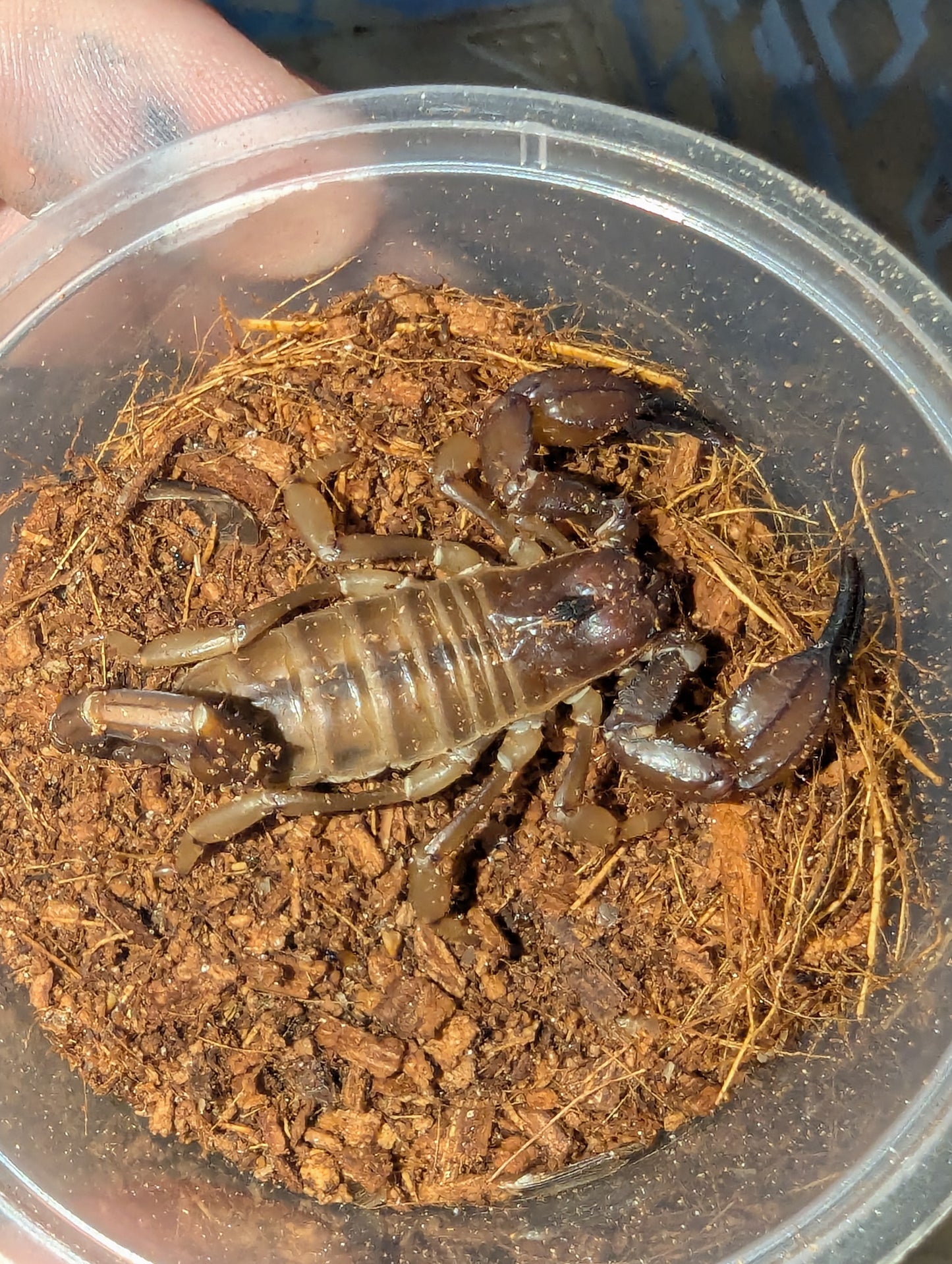 Nova scorpion (Urodacus novaehollandiae)