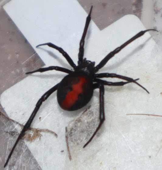 Red Back Spider (Latrodectus Hasselti)